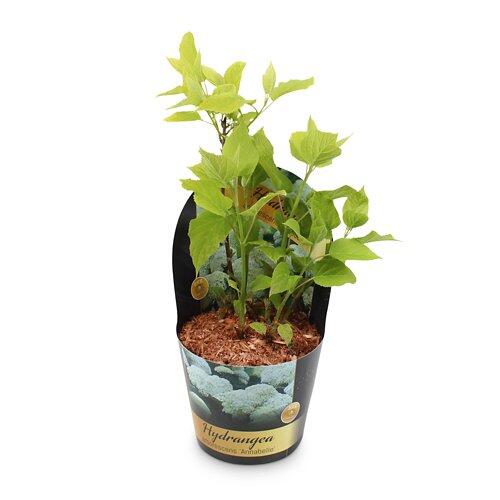 Ballhortensie "Annabelle"