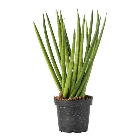 Sansevieria