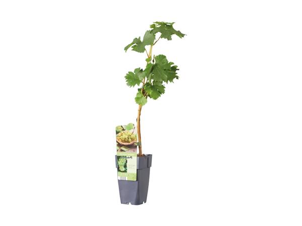 Grape Plant