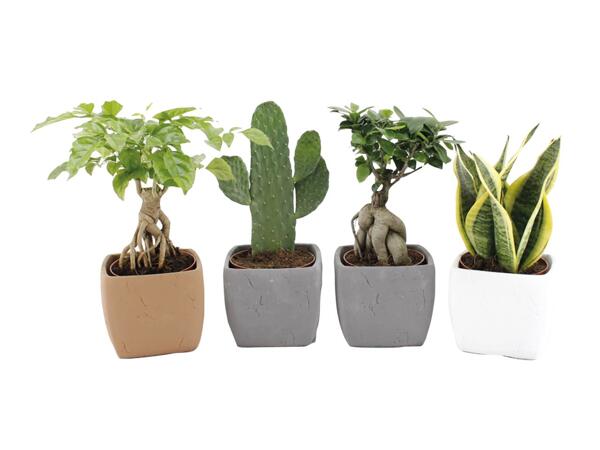 Green plants
