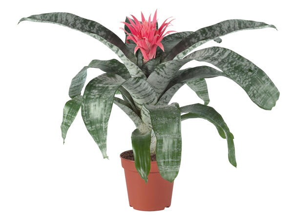 Aechmea
