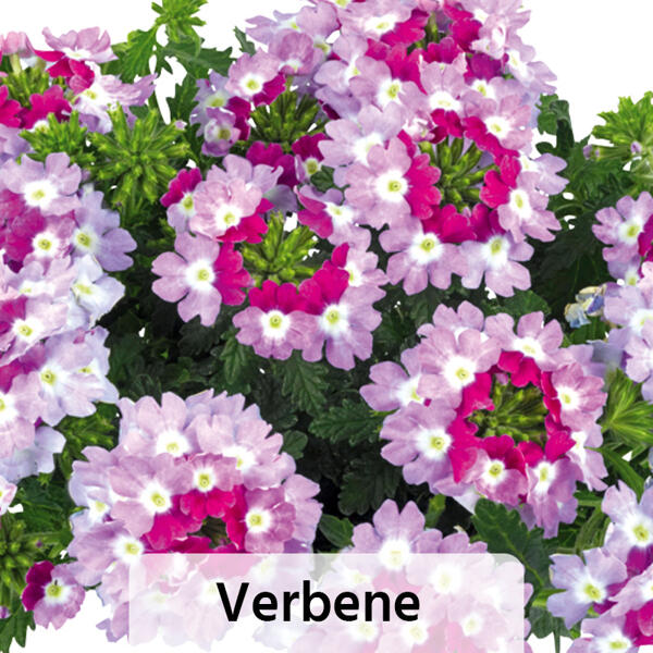 Verbene / Calibrachoa / Kaisernelke