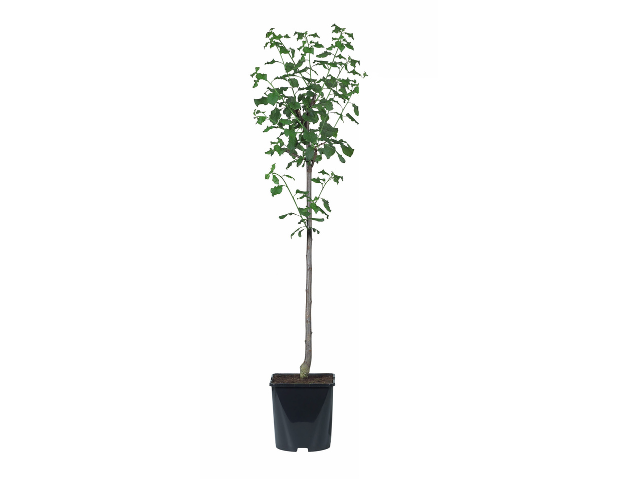 Fruitboom