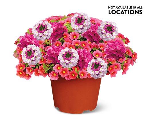 Summer Premium Patio Planter