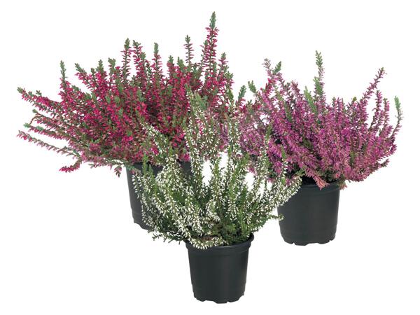 Calluna vulgaris
