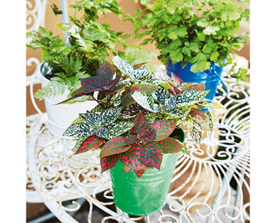 Fern Planter