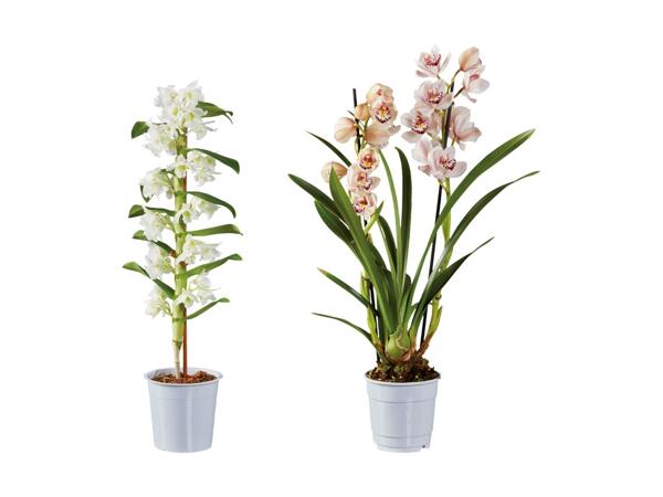 Mélange d'orchidées premium