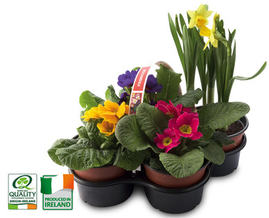 Irish Grown Primrose and Daffodil