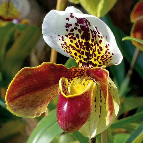 Orchidee Frauenschuh