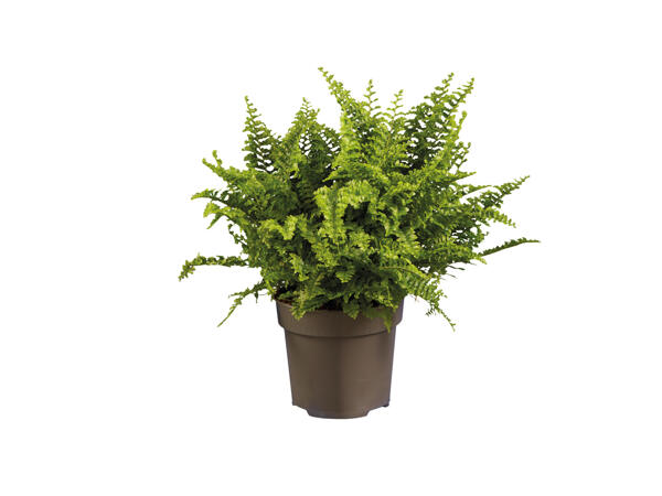 Assorted Ferns