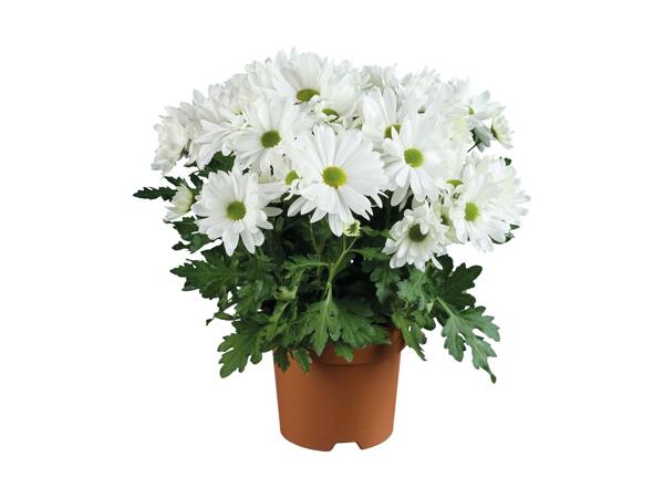 Krysantemum