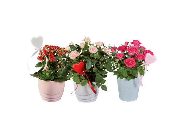 Rosor eller kalanchoe i keramikkruka