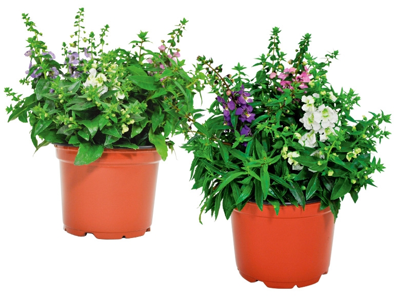 Angelonia Carneval