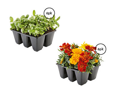 Mixed Herbs and Flowers 6pk