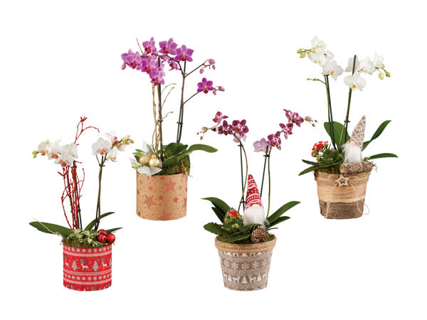 Pot de Noël avec phalaenopsis
