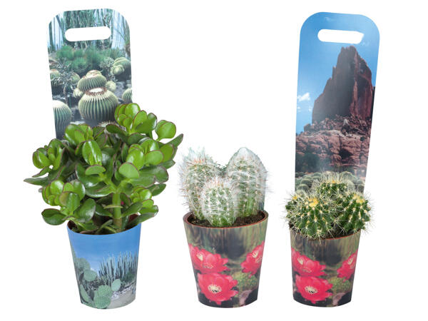 Cactus or Succulent
