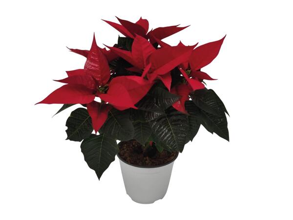 Poinsettia