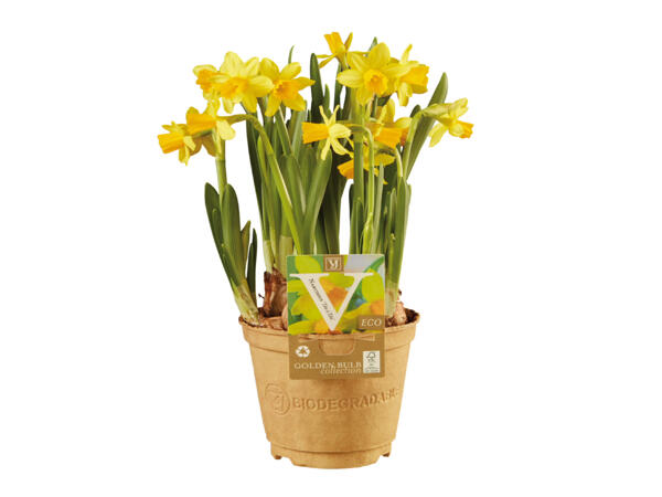 Eco-friendly flowering bulbs