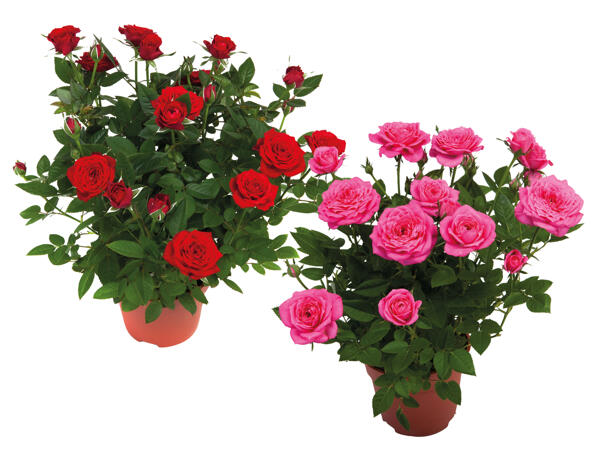 Topfrose