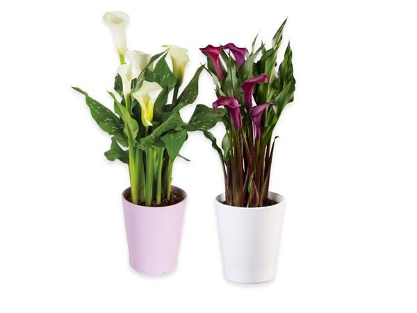 Calla