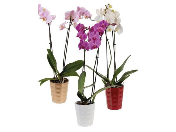 Phalaenopsis