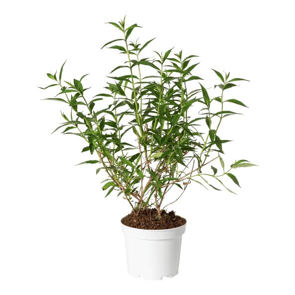 Schmetterlingsflieder