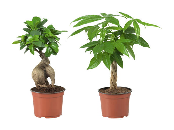 Ficus ginseng et pachira