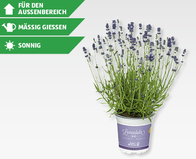 GARDENLINE(R) Echter Lavendel (Lavandula angustifolia)