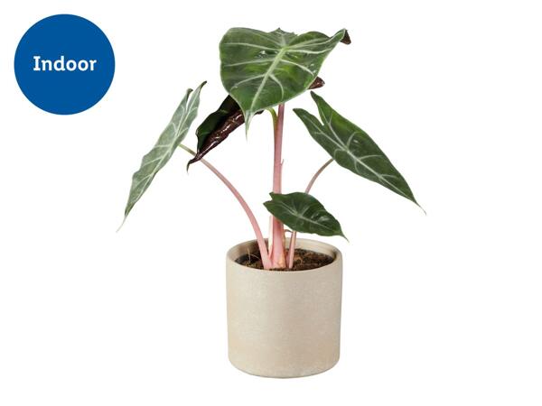 Alocasia in Ceramic