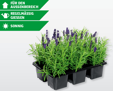 Lavendel Angustifolia