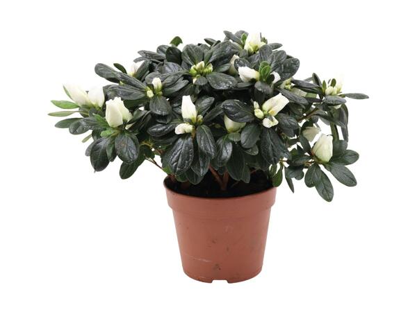 Azalea