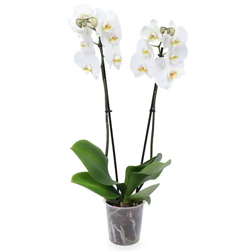 Orchidee
