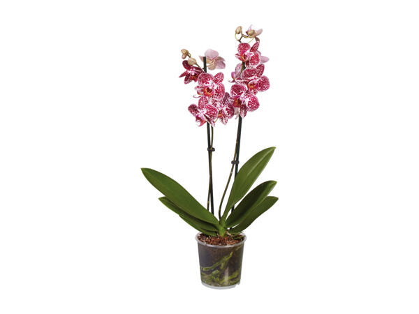 Phalaenopsis Midi, 2 stems