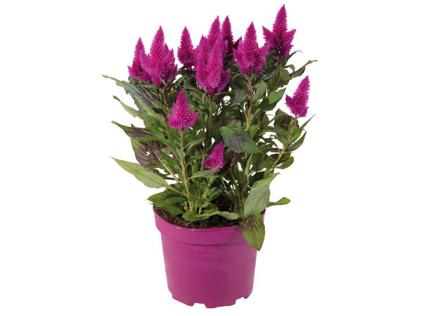 Celosia Caracas