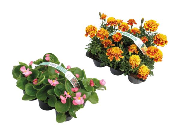 Danske bedplanter i 6‘er bakke