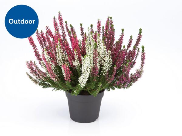 Tricolour Heather