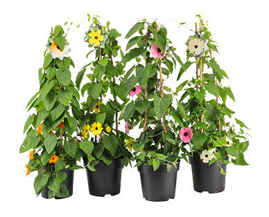 GARDENLINE Schwarzäugige Susanne