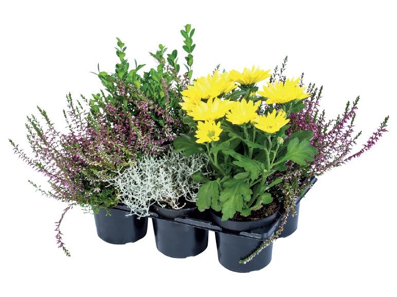 Garden Plant Mix
