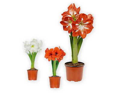 Amaryllis dans un pot