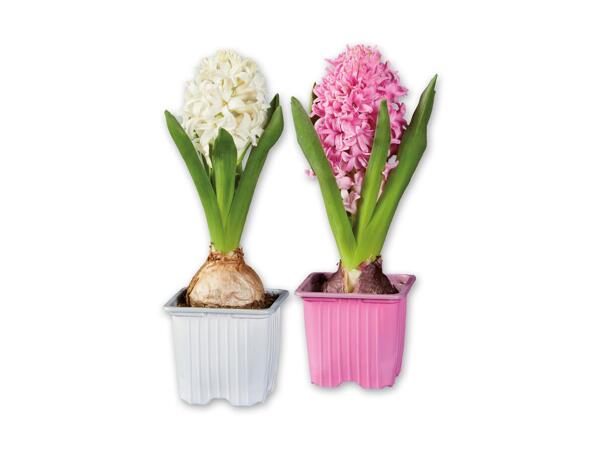 Hyacinths