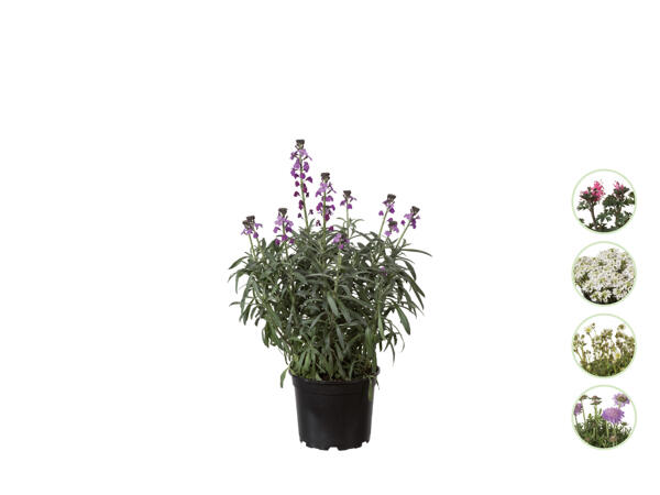 Blommor i bägare