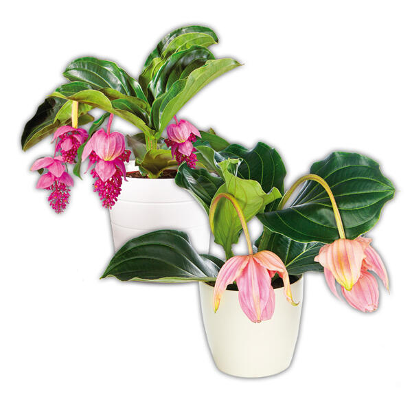 Medinilla magnifica
