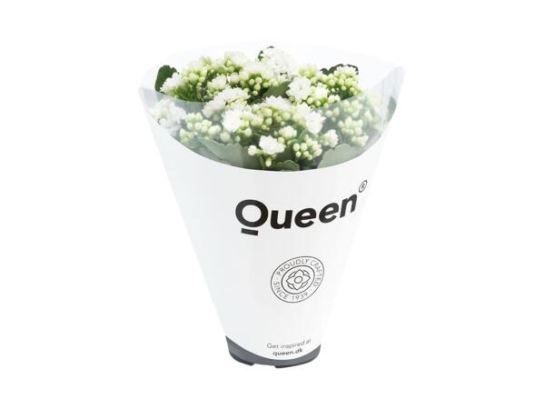 Stor brændende kærlighed