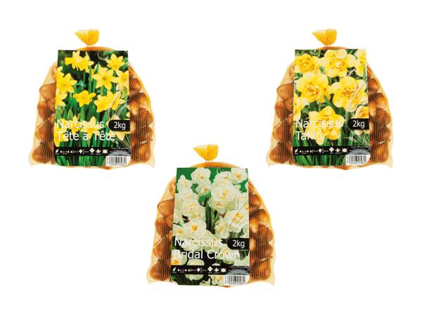 Bulbes de fleurs "Narcisses"