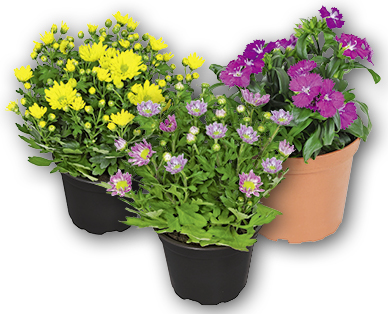 Fiori primaverili