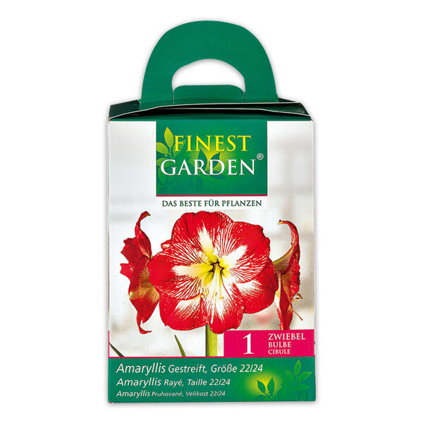 Amaryllis in Geschenkbox