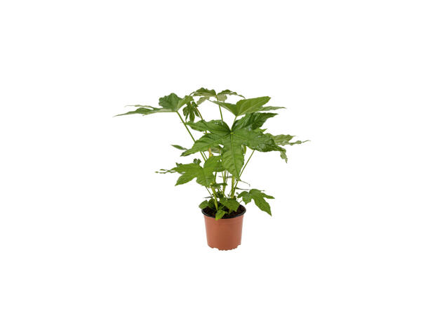 Fatsia Japonica