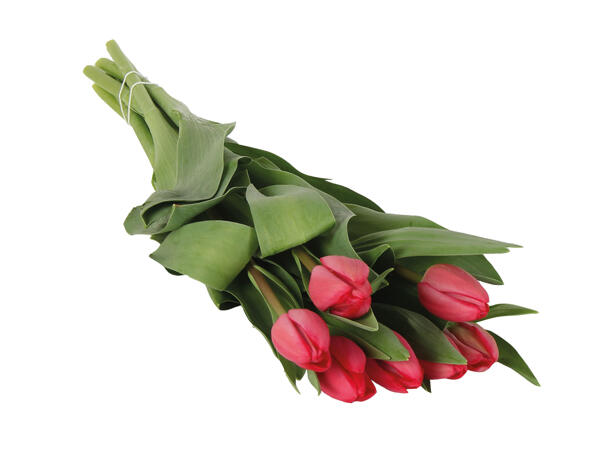 Tulipaner
