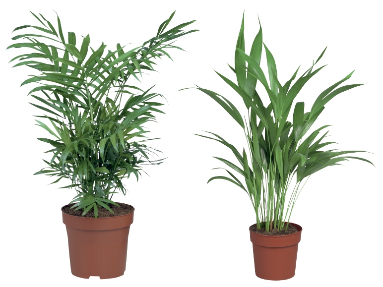 Assorted Palms