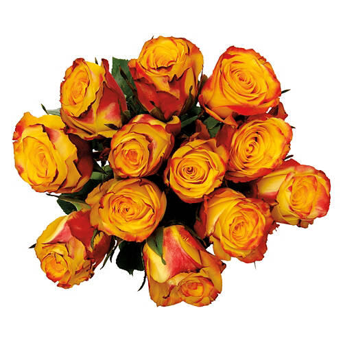 12 Stem Roses - Assorted Color